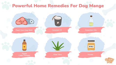 18 Powerful Home Remedies For Dog Mange! - The Goody Pet