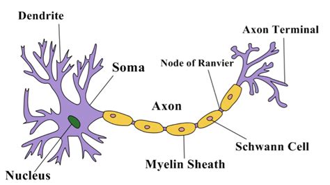 Neuron Diagram Labeled