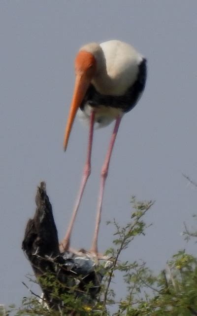 Painted Stork Adult | BirdForum