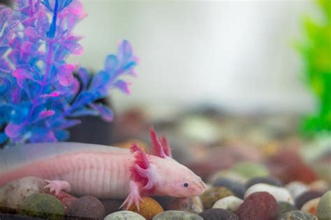 40 Axolotl Facts About These Adorable Amphibians – Facts Bridage