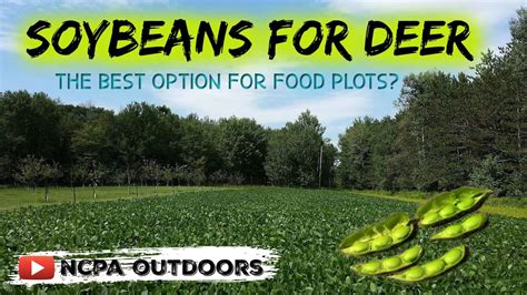 Soybeans For Deer - The Best Option for Food Plots? - YouTube