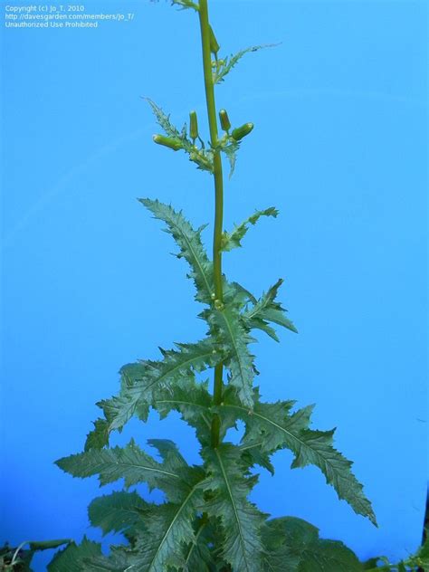 19 Awesome wild lettuce identification images | Wild lettuce, Medicinal ...