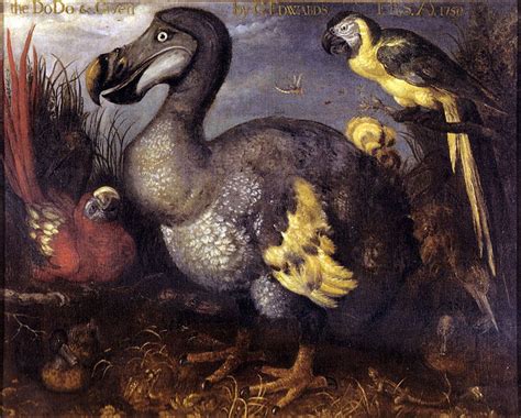 Les trois fois où l’humain a laissé échapper le dodo | Birds painting, Extinct animals, Animals ...