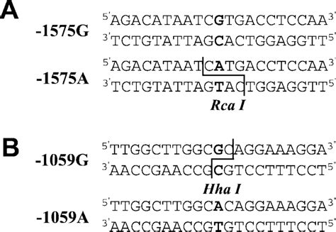 A, double-stranded DNA sequence between bp 1585 and 1565 of the human ...