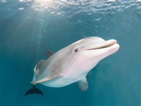 Winter the Dolphin's Memorial Website | Ever Loved