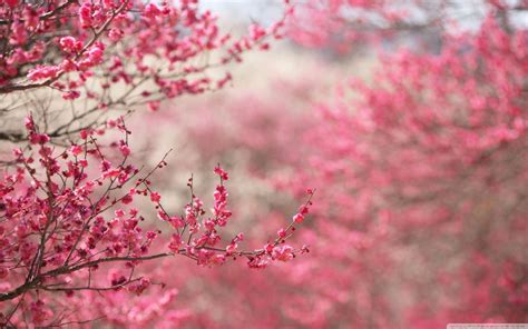 Cherry Blossom Wallpapers HD - Wallpaper Cave