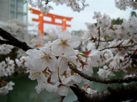 The Best Places to See the Cherry Blossoms in Kyoto - 4corners7seas