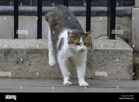 Larry the Downing Street cat on patrol outside 10 Downing Street in Whitehall, London. Featuring ...