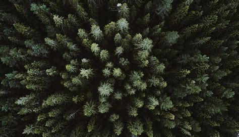 HD wallpaper: landscape, drone, forest, aerial view | Wallpaper Flare