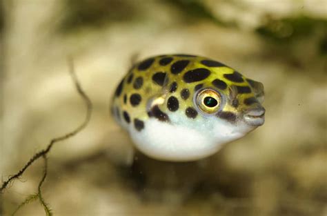 🥇7 Freshwater Puffer Fish You Should Get [COMPLETE LIST]