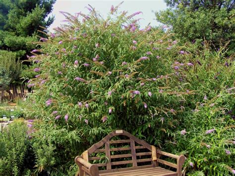 Butterfly Bush | Home & Garden Information Center