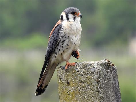 The American Kestrel: A small falcon with a distinctive feather color ...