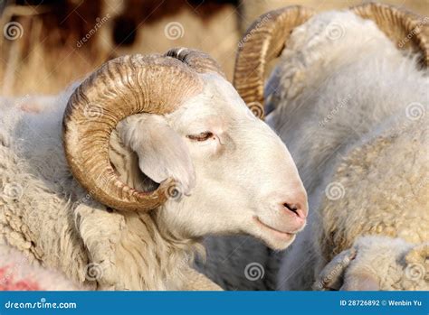 Male sheep stock photo. Image of nature, ruminant, animals - 28726892