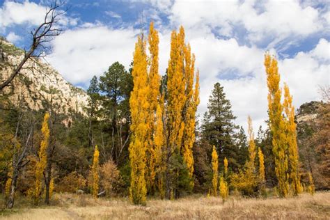 Fall Colors in Oak Creek Canyon Near Sedona Arizona Stock Photo - Image of foliage, fall: 34711126