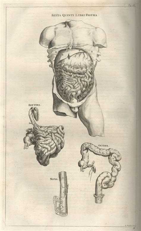 24 best images about vesalius on Pinterest | Dovers, Medicine and Human anatomy