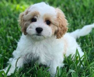 Why do Cavapoos change color? - Our Cavapoo