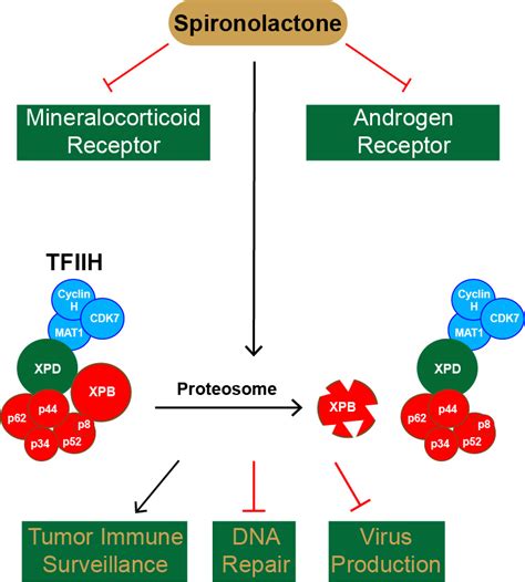 Biomolecules | Free Full-Text | Spironolactone and XPB: An Old Drug with a New Molecular Target ...