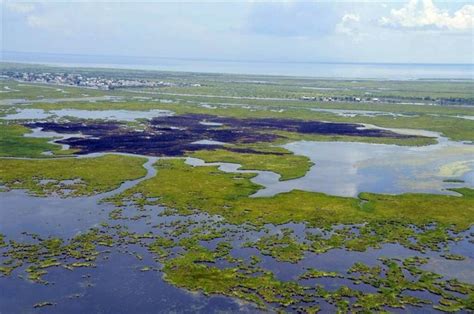 Flamingo spotted near Bayou Sauvage refuge in New Orleans | Environment | theadvocate.com