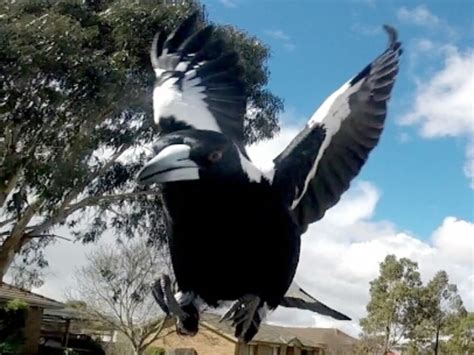 Cyclist snaps bird attack on GoPro as magpie swooping season begins again | Herald Sun