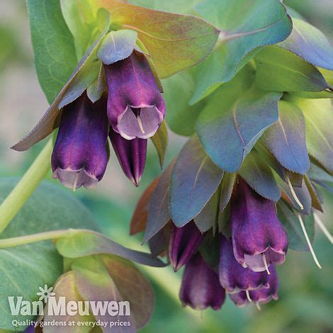 Cerinthe major 'Purpurascens' | Van Meuwen