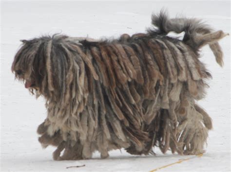 Walking Bergamasco Shepherd dog photo and wallpaper. Beautiful Walking Bergamasco Shepherd dog ...