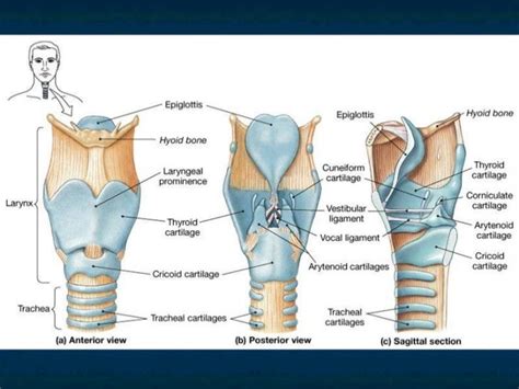 Anatomy of larynx and trachea final