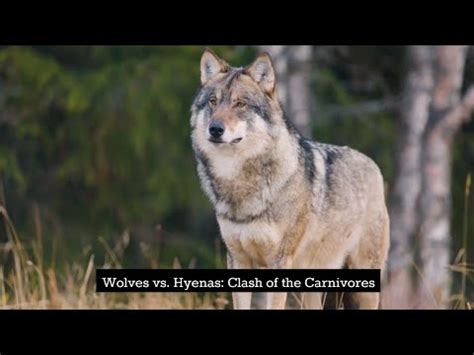 Wolves vs. Hyenas: Clash of the Carnivores - YouTube