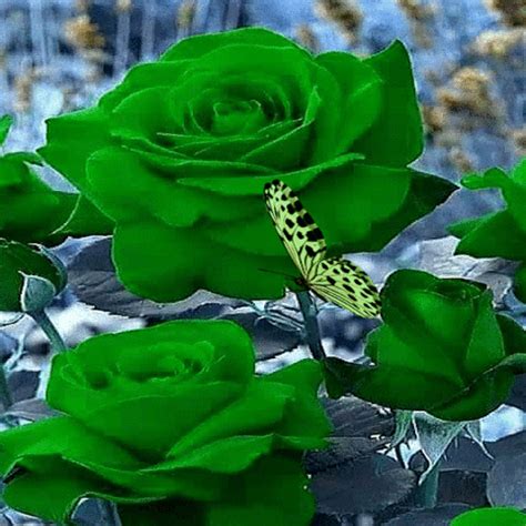 Green Roses Butterfly LWP