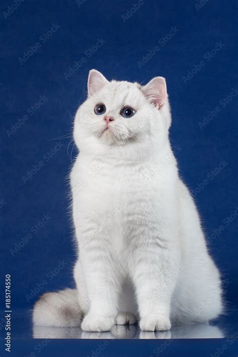 British white shorthair young cat with magic Blue eyes, britain kitten ...