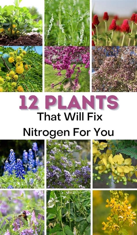 12 Best Nitrogen Fixing Plants to Add to Your Garden - DIY & Crafts