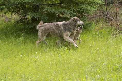 Wolf Pup Playing with Alpha Male Stock Image - Image of beauty ...