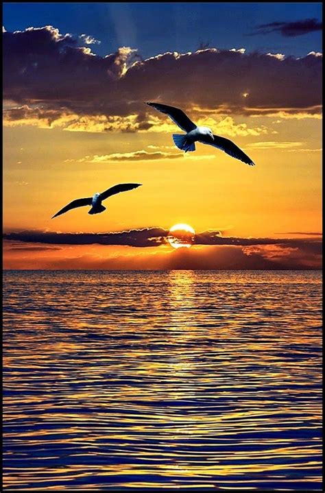 Gaviotas al anochecer | Beautiful sunset, Beach scenes, Background pictures