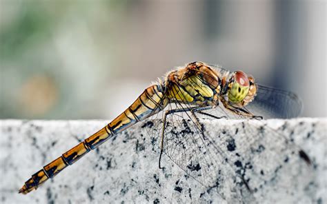 Dragonfly – Most Beautiful Picture of the Day: November 3, 2017 - Most Beautiful Picture