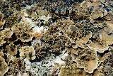 Free Stock photo of Beautiful underwater corals | Photoeverywhere