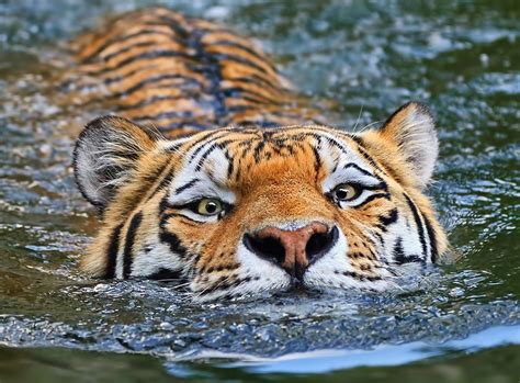 Deep water swim...beautiful tiger! | Animal Kingdom | Pinterest | Deep ...