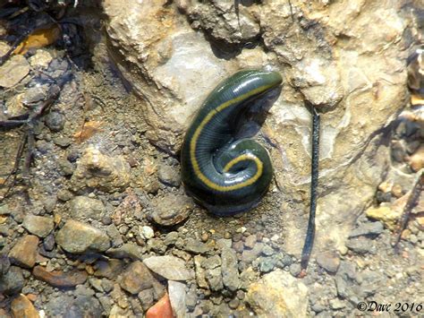 Leech | There are many species of leeches, and I have no ide… | Flickr