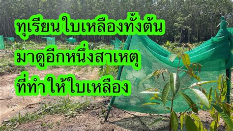 ทุเรียนใบเหลืองทั้งต้น ใบห่อ คอตก ยอดเหี่ยว อาจโดนแดดทำลาย | เนมสวนลุงเลิศ - YouTube