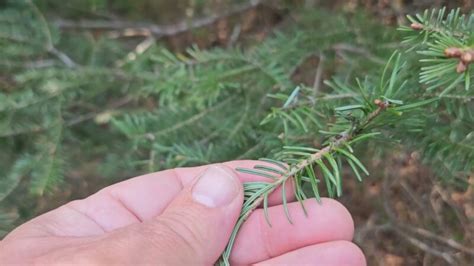 10 Taiga Plants With Pictures & Facts - Boreal Forest Flora - Before The Flood