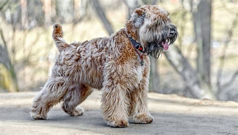 35 Non Shedding Dog Breeds (ranked in order) | Wheaten terrier, Soft coated wheaten terrier ...