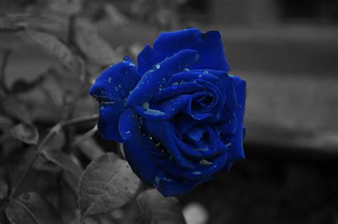 Blue Rose Wallpapers - Wallpaper Cave