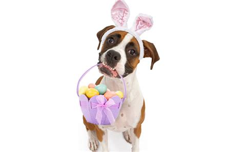 How to make an easter egg hunt for your dog - Dogslife. Dog Breeds Magazine