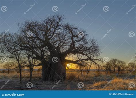 Sun Starburst at Sunset Below Large Baobab Tree on Kukonje Island Stock ...