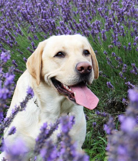 Yellow Lab names - 250 Awesome Ideas For Naming Your Pup