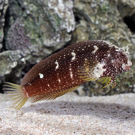 Starry Blenny: Saltwater Aquarium Fish for Marine Aquariums