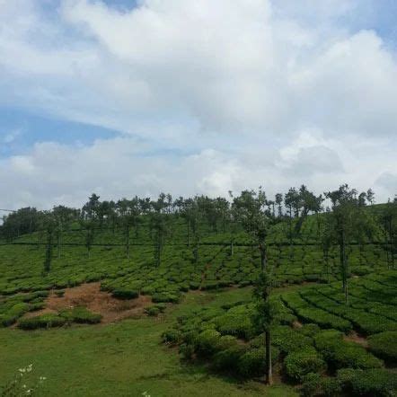 Tea Plantation Tours at best price in Thekkady | ID: 7839886591