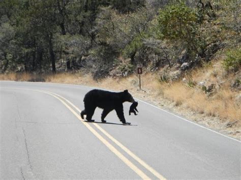 Black bears and mountain lions can be seen in the Big Bend National ...