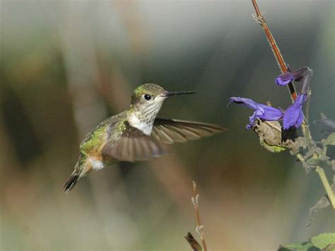 Calliope Hummingbird – GEOFF DENNIS PHOTOS