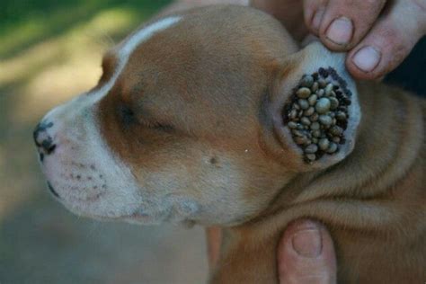 Tick infestation | Gross | Ticks on dogs, Lyme disease in dogs, Dogs