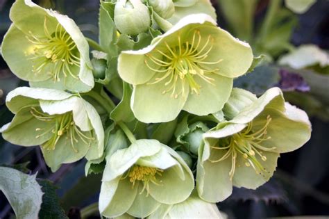 Bloomin' News: The Beauty of the Hellebore