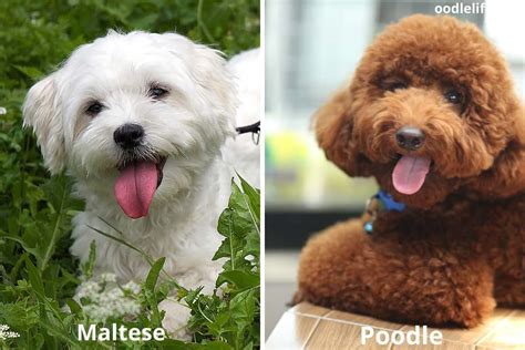 Maltese Vs Poodle Breed Comparison (Key Differences) - Oodle Life